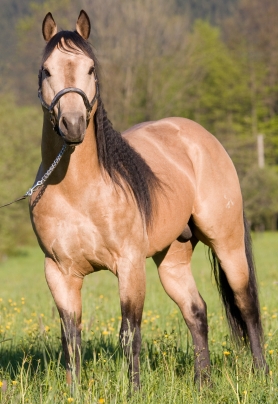 perlino vs cremello horse color