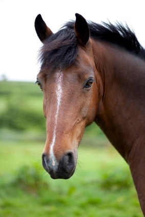 dark bay horse