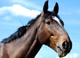 Horse Genetics 2.0: Colours  Laboratoire de génétique vétérinaire