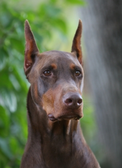 Doberman cardiomyopathy outlet