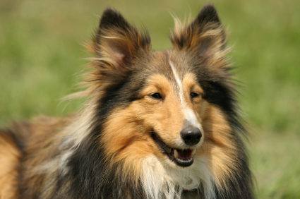 Grey store collie dog